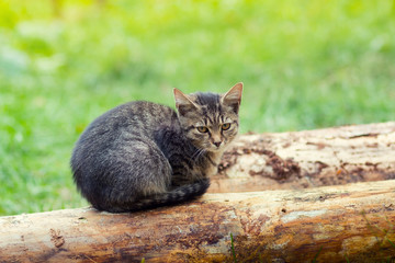kitten sitting on a snag
