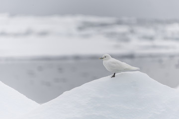 Ivory Gull