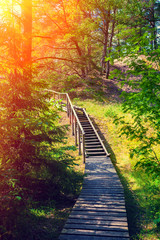 Obraz premium Wooden pathway in the forest