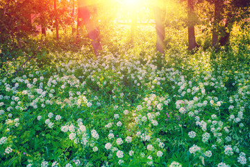 Obraz premium flowers on the forest edge