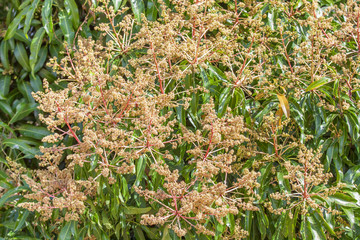  manguier fleuri 