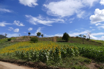 Fototapeta na wymiar sunflower field on the mountain