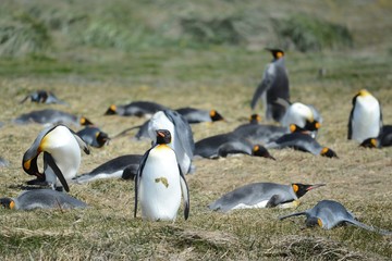 Obraz premium King penguins on the Bay of Inutil.