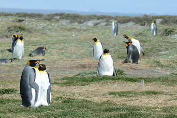 King penguins on the Bay of Inutil.