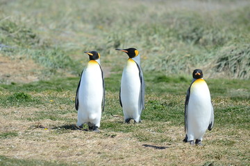 Fototapeta premium King penguins on the Bay of Inutil.
