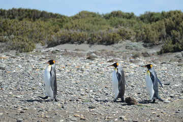 King penguins on the Bay of Inutil.