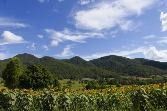 sunflower field on the mountain