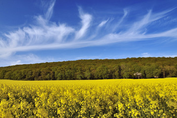 Obraz premium Wolkengebilde über Rapsfeld