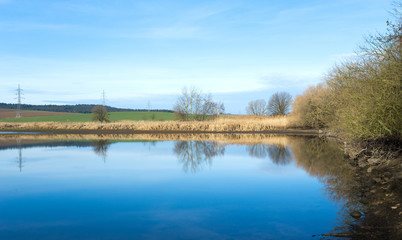 Fototapeta na wymiar reeds at the pond