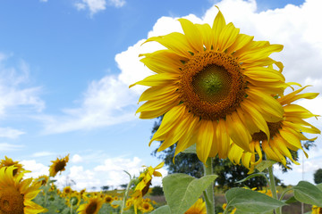 blooming sunflower with blue sky background