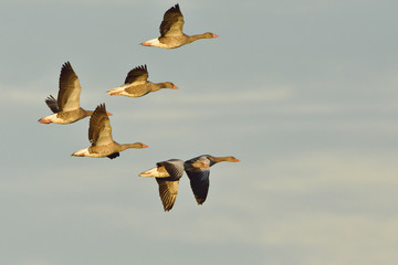 Graugänse im Flug