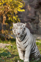 Fototapeta na wymiar Sitting white bengal tiger