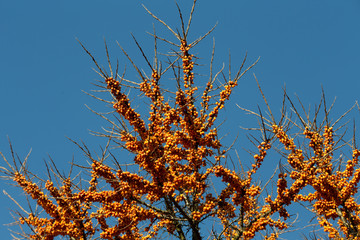 Naklejka premium Sea buckthorn tree