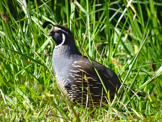 spotted bird standing in high grass