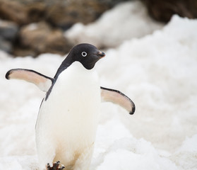 penguin in nature © ksumano