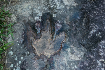 Dinosaur footprints