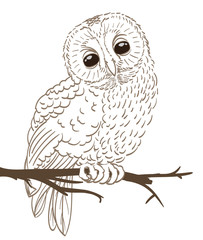 owl sitting on a twig hand drawing. vector