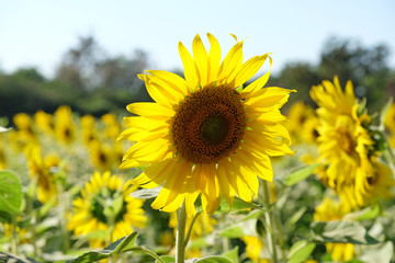 Obraz premium Sunflower field