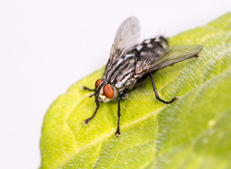 Fly sitting on a leaf