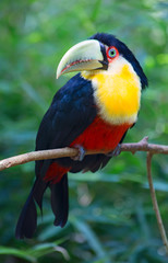 Colorful tucan