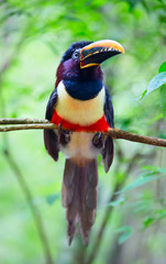 Colorful tucan