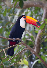 Colorful tucan