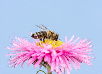 Bee on a pink aster flower