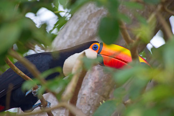 Colorful tucan