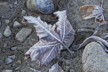foglia ghiacciata
