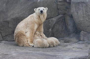 Feeding mother of polar bear