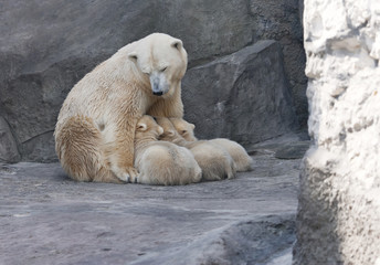 Feeding mother of polar bear and her cubs