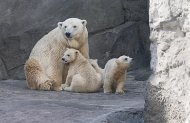Schapenvacht deken met patroon Ijsbeer Family of polar bears