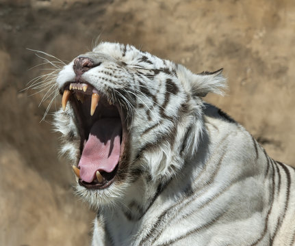 The head and shoulder of a yawning white bengal tiger.