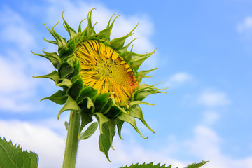 Young sunflower