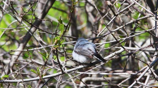 Blue Gray Gnatcatcher, Polioptila caerulea