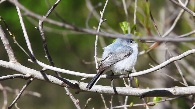 Blue Gray Gnatcatcher, Polioptila caerulea, singing
