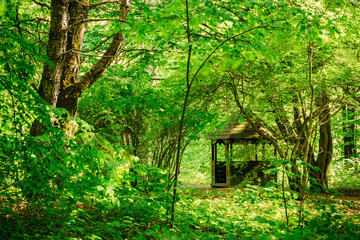 Gazebo in green spring summer garden