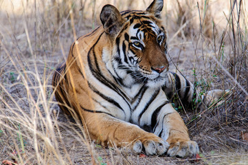 Fototapeta na wymiar Tiger at ease