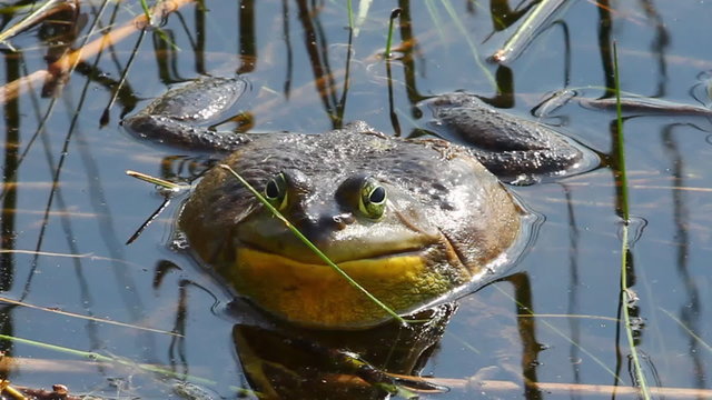 American Bullfrog, Lithobates catesbeianus, croaking