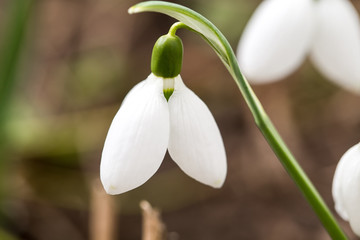 Obraz premium Beautiful spring blooming flower.