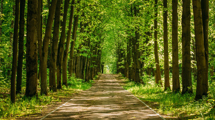 Walkway Lane Path With Green Trees in Forest. Pathway Way Throug