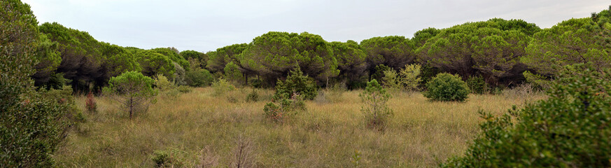 Las sosny pini (Pinus pinea L.) w Bibione - Włochy
