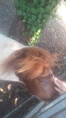 accarezzare il cavallo