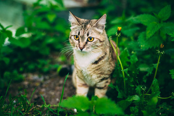 Playful Cat Play In Grass Outdoor.