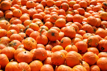 Pumpkins in the straw.