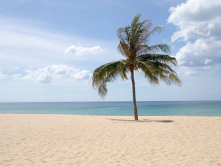 Summer time on beach. Green coconut tree on a white sand beach at Kata beach, Phuket, Thailand.