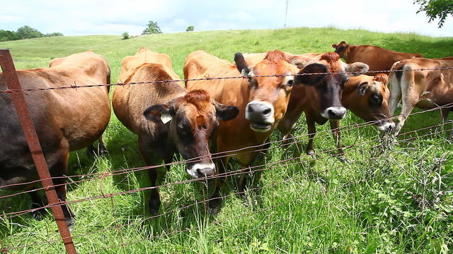 Herd of cows in a green meadow