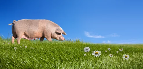 Fotobehang Pig on green field © NMint