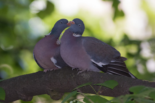 Courtship of two pigeon