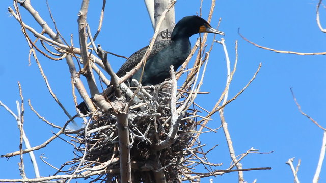 Double Crested Cormorant, Phalacrocorax auritus on nest